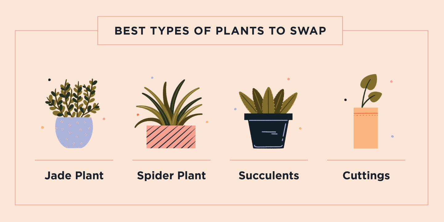 Best types of plants for a plant swap