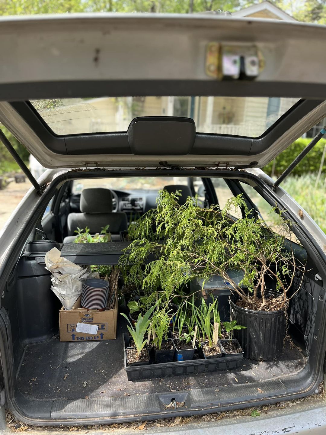 Trunkful of plants headed to the Midway Woods Plant Swap event
