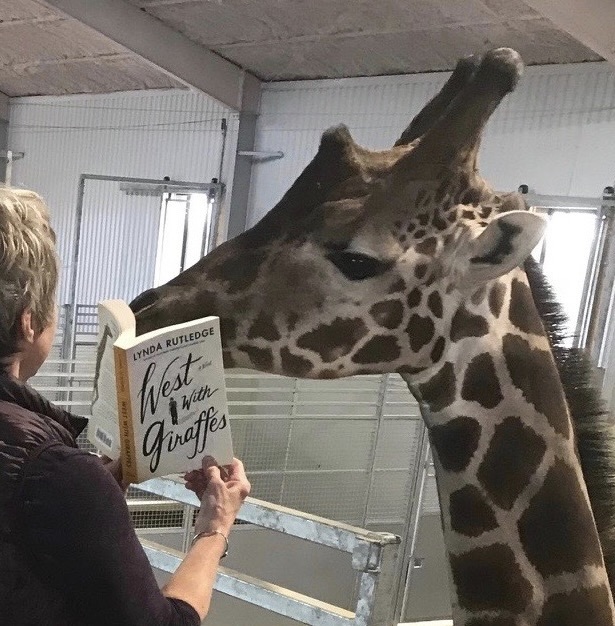 A giraffe reading the book West with Giraffes